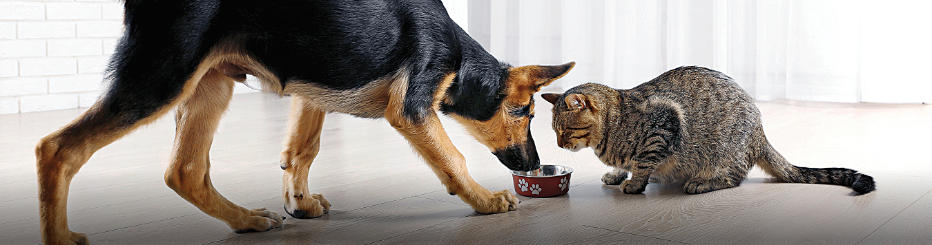 Pet Supplies Header